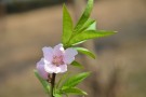 Live Plant Image