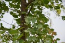 Live Plant Image