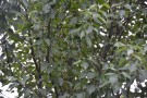 Live Plant Image