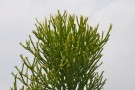 Live Plant Image
