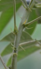 Live Plant Image