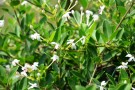 Live Plant Image