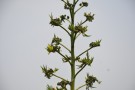 Live Plant Image