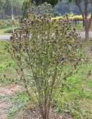 Live Plant Image
