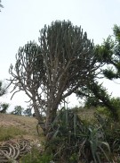 Live Plant Image