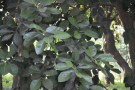 Live Plant Image