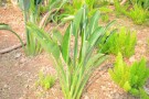 Live Plant Image