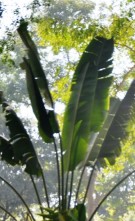 Live Plant Image