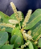 Live Plant Image