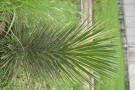 Live Plant Image
