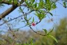 Live Plant Image