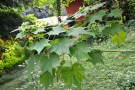 Live Plant Image