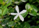 Live Plant Image