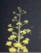Live Plant Image