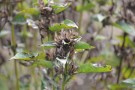 Live Plant Image