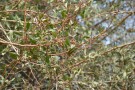 Live Plant Image