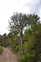 Live Plant Image