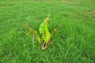 Live Plant Image
