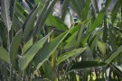 Live Plant Image