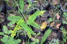 Live Plant Image
