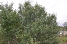 Live Plant Image
