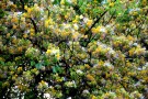 Live Plant Image