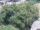 Live Plant Image