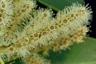Live Plant Image
