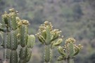 Live Plant Image