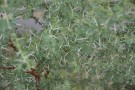 Live Plant Image