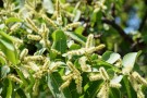 Live Plant Image
