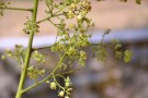 Live Plant Image