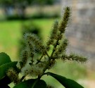 Live Plant Image