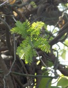 Live Plant Image