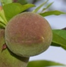 Live Plant Image