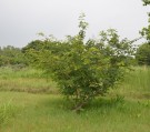 Live Plant Image