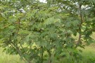 Live Plant Image