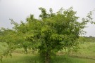 Live Plant Image