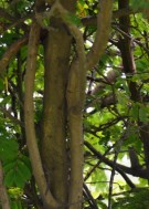 Live Plant Image