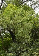Live Plant Image