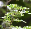 Live Plant Image