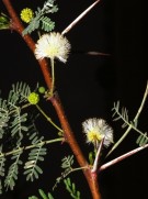Live Plant Image