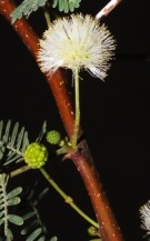 Live Plant Image