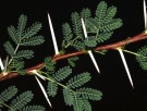 Live Plant Image