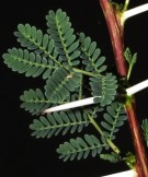 Live Plant Image