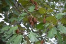 Live Plant Image