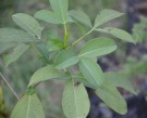 Live Plant Image