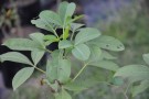 Live Plant Image