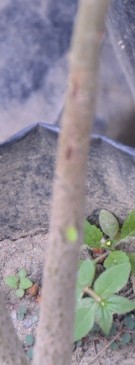 Live Plant Image