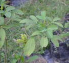 Live Plant Image